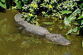 REP 07 LS0002 01
American Alligator In Freshwater Slough Osceloa County, Florida