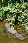 REP 07 LS0003 01
American Alligator In Freshwater Slough Osceloa County, Florida