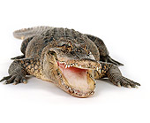 REP 07 RK0001 13
American Alligator (Alligator Mississippiensis) On White Seamless Mouth Open Facing Camera