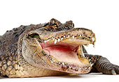 REP 07 RK0002 09
American Alligator (Alligator Mississippiensis) Head Shot On White Seamless