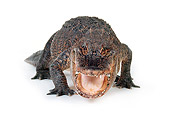 REP 07 RK0003 05
American Alligator (Alligator Mississippiensis) Facing Camera Mouth Open On White Seamless