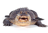 REP 07 RK0003 12
American Alligator (Alligator Mississippiensis) Facing Camera Mouth Open On White Seamless