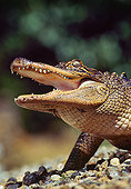 REP 07 RK0005 54
Head Shot Of American Alligator