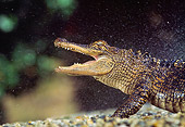 REP 07 RK0005 92
Head Shot Of American Alligator