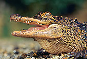 REP 07 RK0006 07
Baby American Alligator (Alligator Mississippiensis) Side Head Shot On Pebbles
