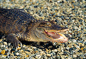 REP 07 RK0008 10
Baby American Alligator 
On Pebbles Mouth Open
(Alligator Mississippienis)