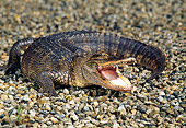 REP 07 RK0008 29
Baby American Alligator 
On Pebbles Mouth Open
(Alligator Mississippienis)