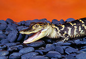 REP 07 RK0012 01
Baby American Alligator