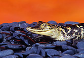 REP 07 RK0012 03
Baby American Alligator