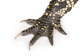 REP 07 RK0014 01
Close Up Of American Alligator Foot On White Seamless