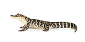 REP 07 RK0015 01
Profile Of American Alligator On White Seamless