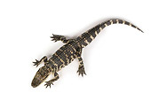 REP 07 RK0016 01
Overhead Shot Of American Alligator On White Seamless