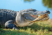 REP 07 LS0001 01
Shoulder Shot Of American Alligator Eating Fish On Grass By Water
