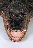 REP 07 RK0004 05
American Alligator (Alligator mississippiensis) Looking Up Mouth Open On White Seamless Teeth