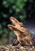 REP 07 RK0005 35
Head Shot Of American Alligator