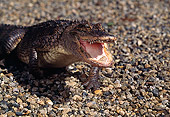 REP 07 RK0008 58
Baby American Alligator 
On Pebbles Mouth Open
(Alligator Mississippienis)