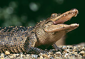 REP 07 RK0009 07
Head Shot Of Baby American Alligator (Alligator mississippienis) Mouth Open On Pebbles