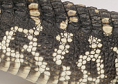 REP 07 RK0013 01
American Alligator Close Up Of Skin