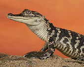 REP 07 RK0017 01
Profile Head Shot Of American Alligator On Sand Orange Background
