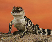 REP 07 RK0018 01
American Alligator Facing Camera On Sand Orange Background