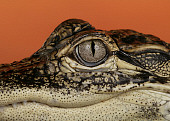 REP 07 RK0019 01
Close Up Head Shot Of American Alligator Orange Background