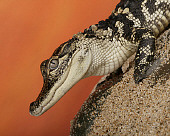 REP 07 RK0020 01
Profile Head Shot Of American Alligator ON Sand Orange Background