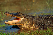 REP 07 RW0001 01
American Alligator In Shallow Water