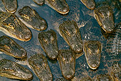 REP 07 TK0001 01
Overhead Shot Of American Alligators Laying In Water