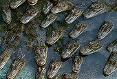 REP 07 TK0002 01
Overhead Shot Of American Alligators Laying In Water