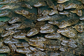 REP 07 TK0003 01
Overhead Shot Of American Alligators Laying In Water