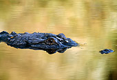 REP 07 TK0004 01
Head Shot Of American Alligator Laying In Water
