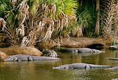REP 07 TL0001 01
American  Alligators Resting Near Shore Palm Trees