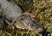 REP 07 TL0002 01
American  Alligator Mother Protecting Young In Swamp Grass