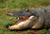 REP 07 TL0003 01
Head Shot Of American  Alligator Laying On Grass Mouth Open