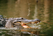 REP 07 TL0004 01
Profile Head Shot Of American  Alligator Moving Through Water Mouth Open