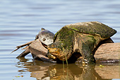 REP 08 DA0001 01
Snapping Turtle Sitting On Log In Wetlands Illinois