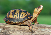 REP 08 GR0002 01
Eastern Box Turtle Sitting On Log