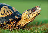 REP 08 GR0003 01
Close-Up Of Eastern Box Turtle Sitting On Grass