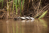 REP 08 JE0001 01
Turtles Resting On Log In Water South America