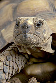 REP 08 JE0002 01
Portrait Of Hermann's Tortoise