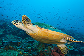 REP 08 JM0007 01
Green Sea Turtle Swimming In Coral Reef Indonesia