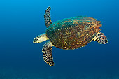 REP 08 JM0008 01
Green Sea Turtle Swimming In Coral Reef Indonesia