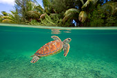 REP 08 KH0001 01
Grean Sea Turtle Swimming In Lagoon