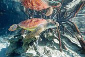 REP 08 KH0002 01
Grean Sea Turtle Swimming In Lagoon