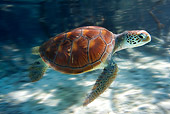 REP 08 KH0003 01
Grean Sea Turtle Swimming In Lagoon