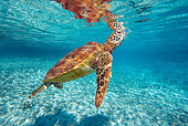 REP 08 KH0005 01
Grean Sea Turtle Swimming In Lagoon