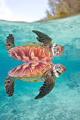 REP 08 KH0006 01
Grean Sea Turtle Swimming In Lagoon