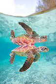 REP 08 KH0007 01
Grean Sea Turtle Swimming In Lagoon