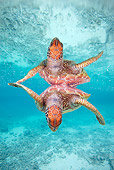 REP 08 KH0008 01
Grean Sea Turtle Swimming In Lagoon