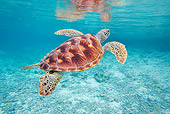 REP 08 KH0009 01
Grean Sea Turtle Swimming In Lagoon